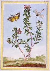 Le Petit arbousier des Alpes (Bergheide), ca. 1776